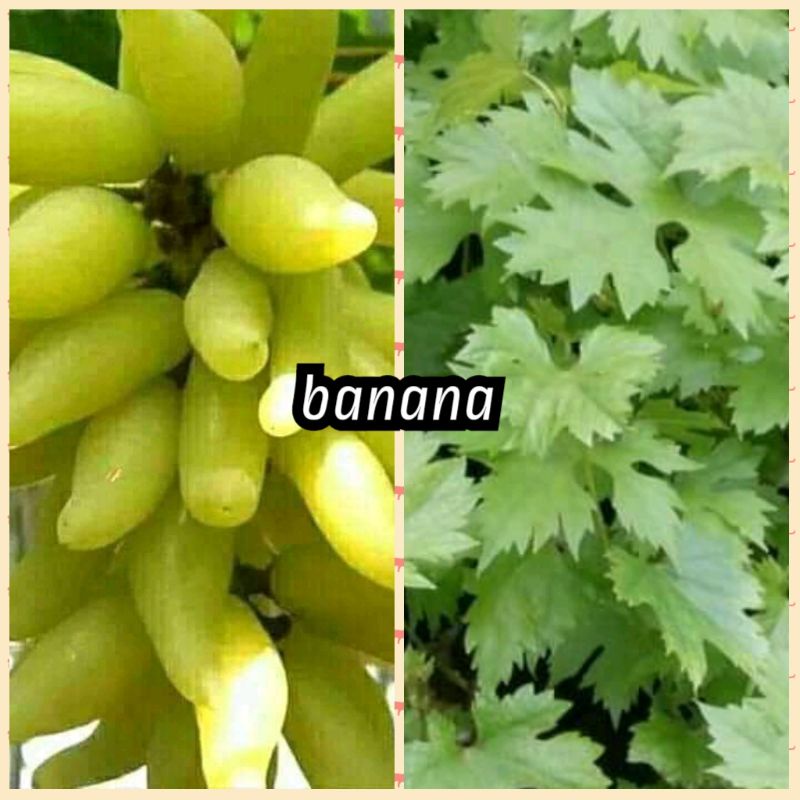 bibit anggur banana import stek batang