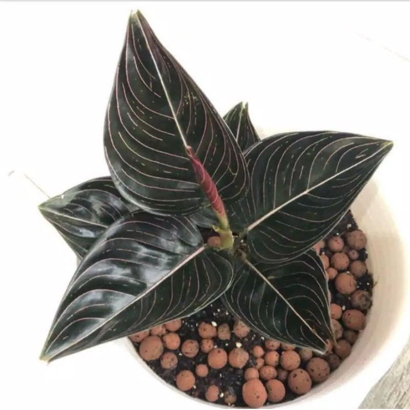 Aglonema Rotundum Aceh/Aglonema Rotundum Black