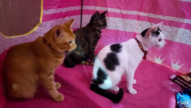 Cantik Ld 110 Cm Daster Rayon Sritex Solo Adem Daster Jumbo Daster Xxxl Daster Payung Daster Batik