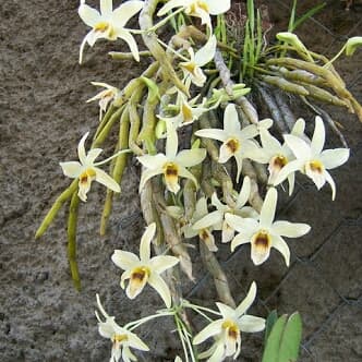 anggrek dendrobium heterocarpum