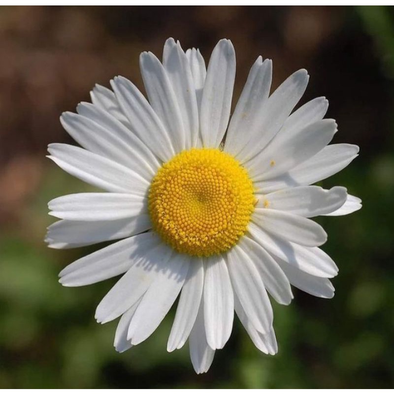 Biji / Benih Bunga Krisan Chrysanthemum Moon Daisy - 5 Biji