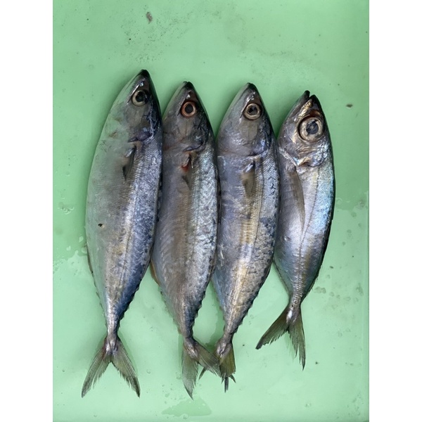 

ikan kembung banjar fresh / frozen