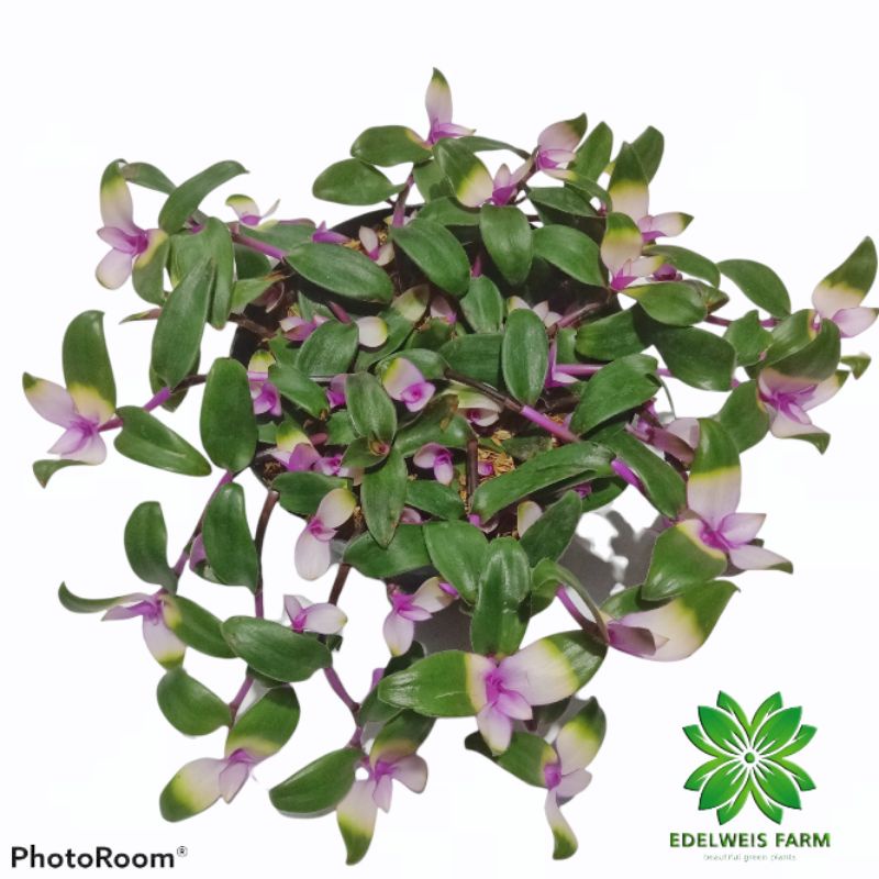 TANAMAN HIAS Gantung TRADESCANTIA BLUSINGBRIDE | sabrina black | Lidah kera