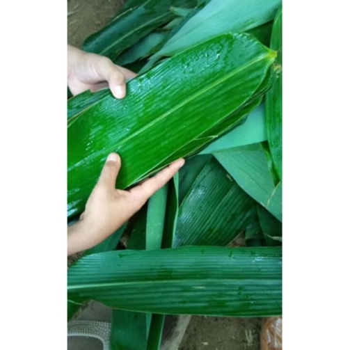 

300 gram isi kurang lebih 100 lembar daun bambu segar buat bungkus bacang bakcang⭐⭐⭐⭐⭐
