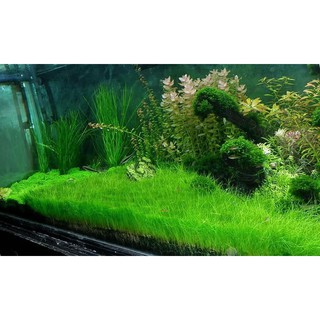 Bibit Benih Biji Rumput  Aquarium  COW LEAF GRASS Carpet 