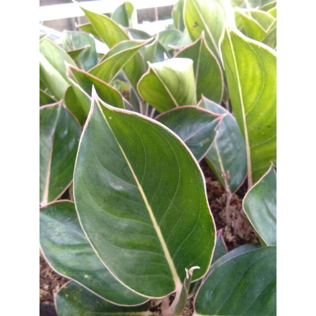 Tanaman hias aglonema black lipstick flaminggo lipstik black aglaonema aglo