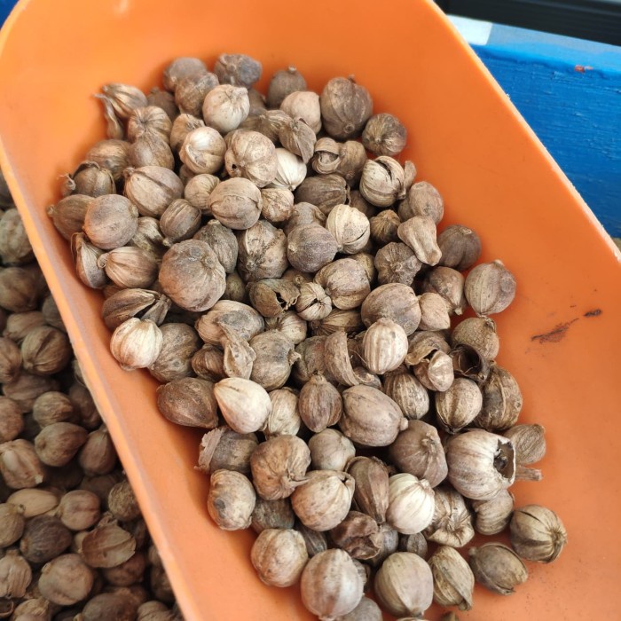 

Baru kapulaga jawa / kapulaga / cardamon 1kg Terbatas