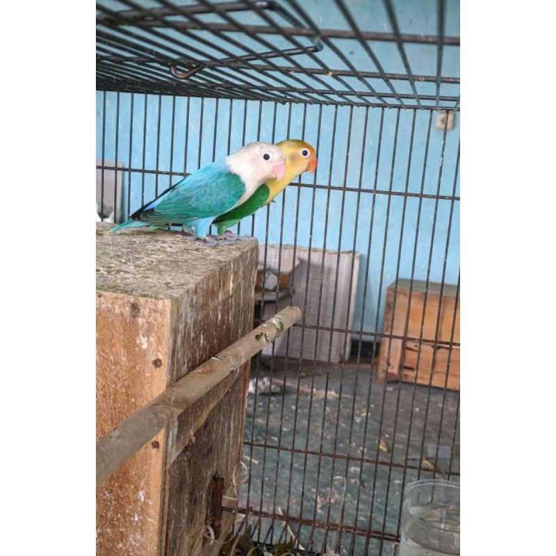 Love bird indukan biola blue x biola pb