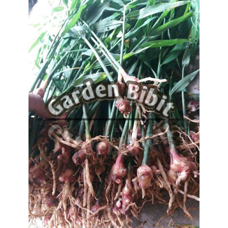 bibit jahe merah siap tanam