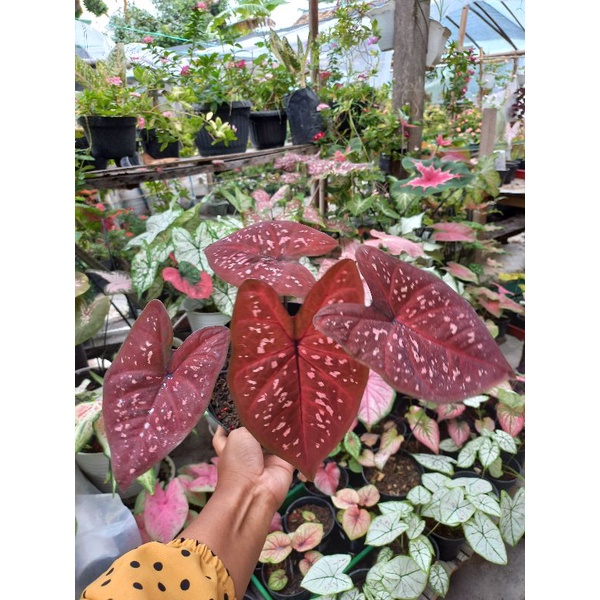 caladium Deep of heart (DOH)