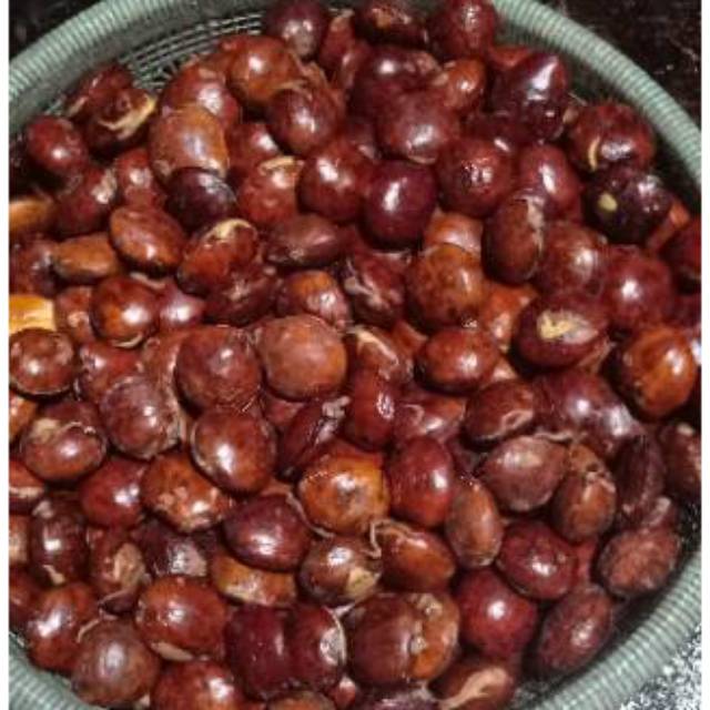 

Jengkol Tua Super Untuk tumis balado