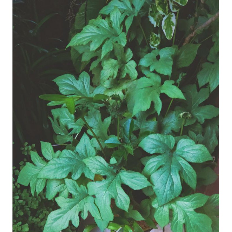 Anthurium tusuk konde silver(Dorstenia contrajerva)