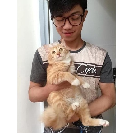 TERMURAH  OBAT KUTU SKABIES KUCING AMPUH