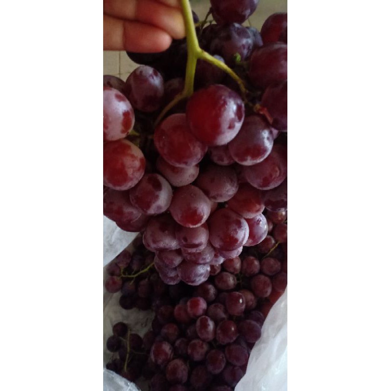 

anggur merah