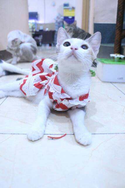 Baju kucing dan anjing edisi natal 2019 lucu motif zig-zag merah putih / baju kucing murah size S-XL