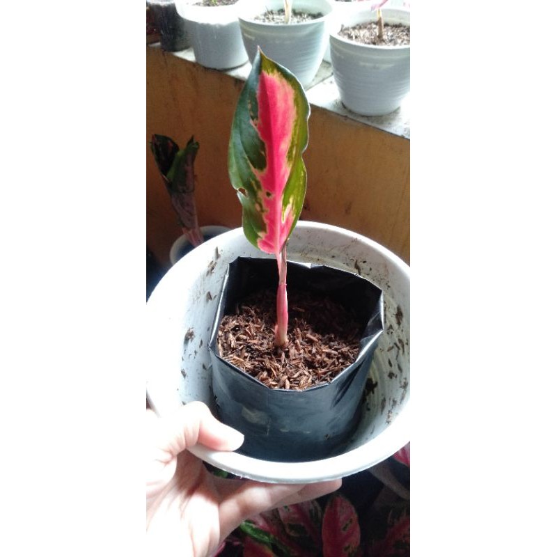 Anakan aglonema red kochin