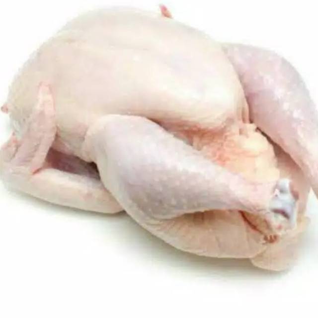 

Ayam potong