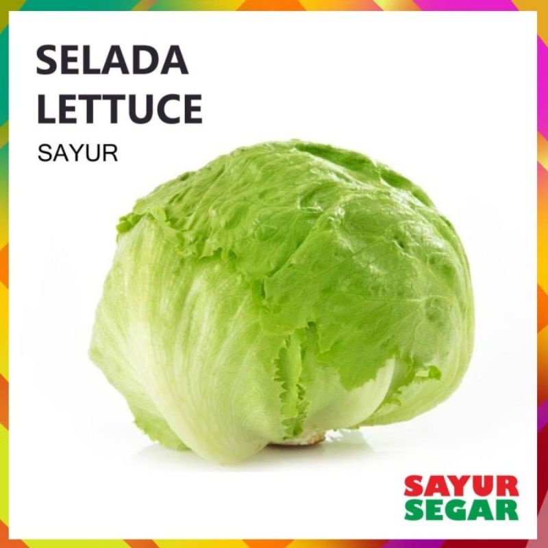 

1 whole selada letus lalap sayur segar fresh