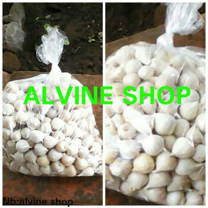 

bawang putih tunggal/bawang lanang