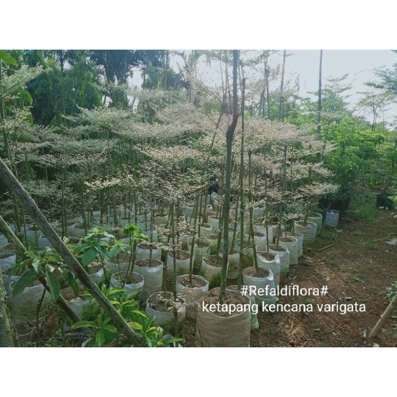 ketapang kencana varigata 1 meter