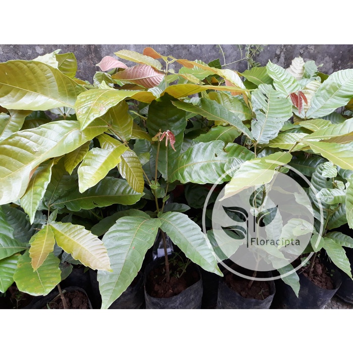 Bibit pohon matoa / Tanaman buah matoa / Buah matoa khas papua