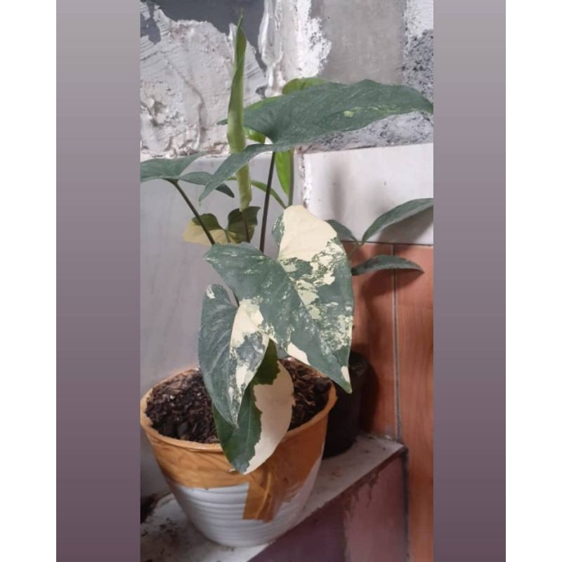syngonium yellow varigata