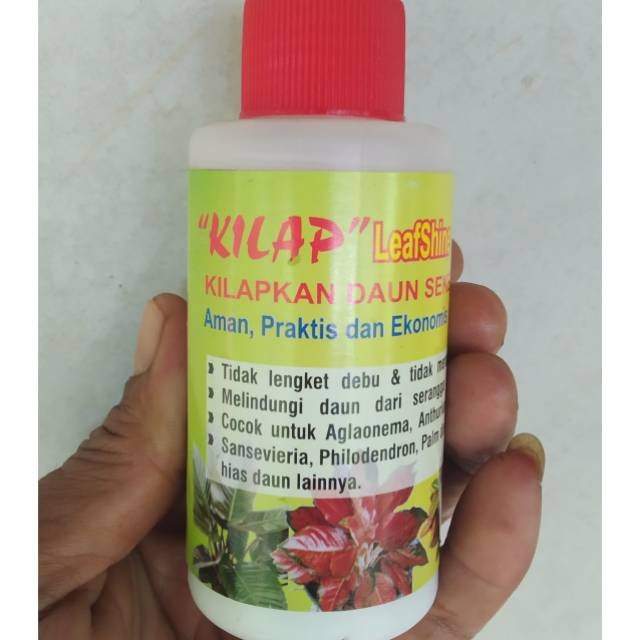 Kilap pengkilap daun