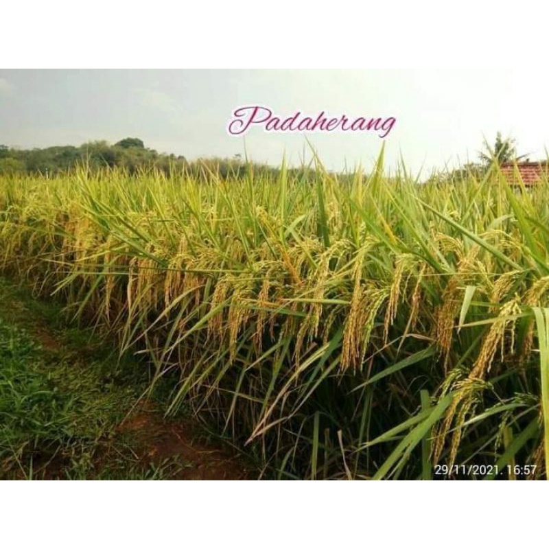 Benih Padi Padaherang, padi genjah bobot mantap