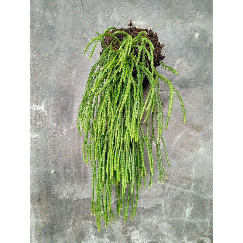 Rumpai Ekor Tikus rumpai ekor kuda tanaman hias rumpai super murah