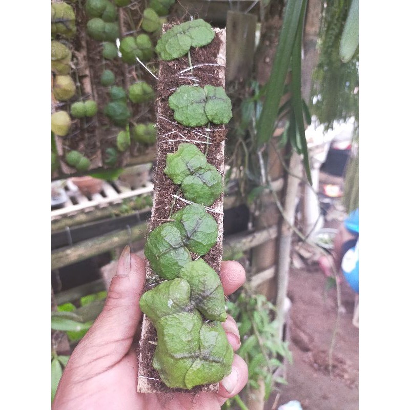 tanaman dischidia imbricata