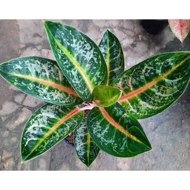 Tanaman Hias Aglonema Gajah Mada / Pohon Hias Aglonema Gajah Mada / Aglonema Gajah Mada