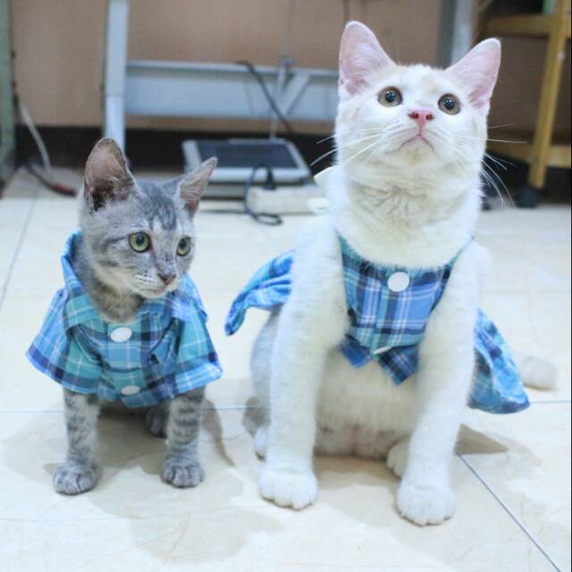 Baju kopelan kotak-kotak biru untuk kucing dan anjing size S M L XL (bisa pilih size)