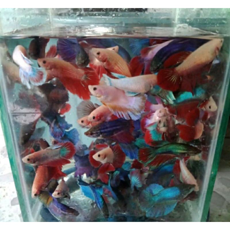 cupang halfmoon betina/cewean selayer rostail+bonus