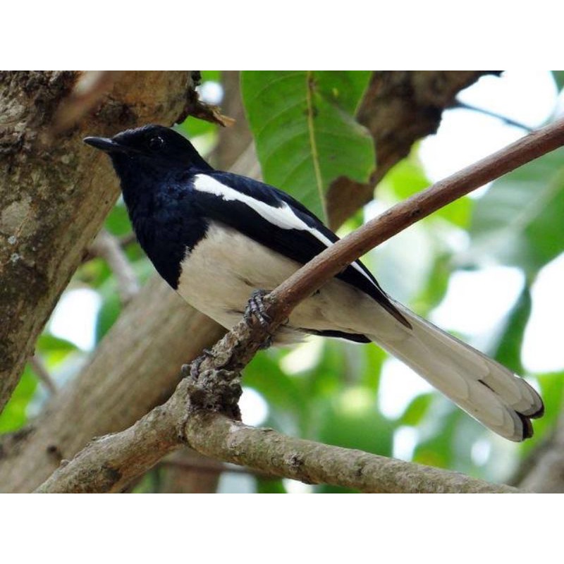 

Burung Kacer Dada Putih Jawa Barat