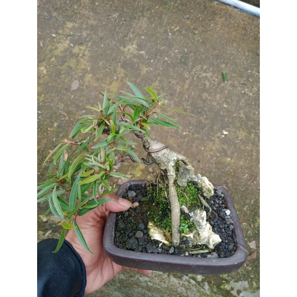 bonsai california (ontherock.)