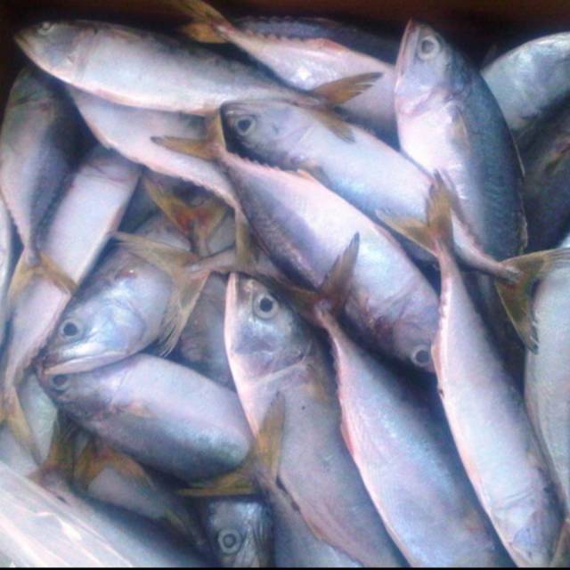 

Ikan kembung basah segar 500 gram, sayur medan