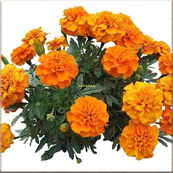 Benih Bunga Marigold