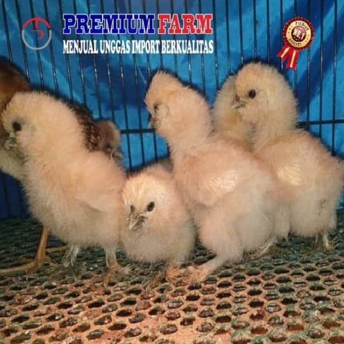 Ayam Silkies