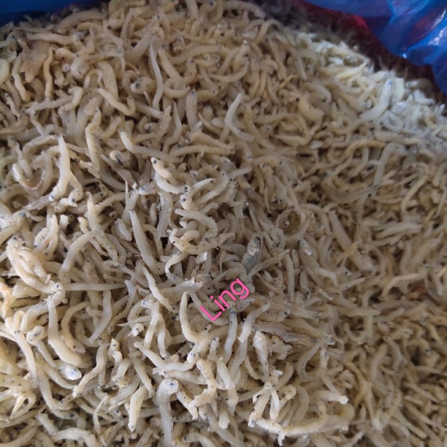 

Teri medan 200 gram