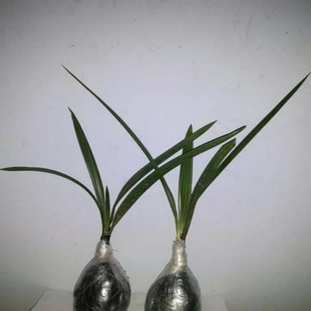 Bibit kurma KL 1 thailand