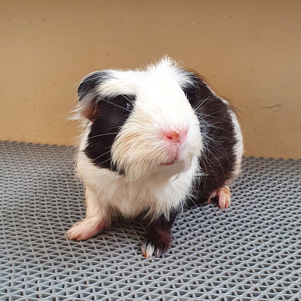 Marmut Guinea Pig Coronet Betina