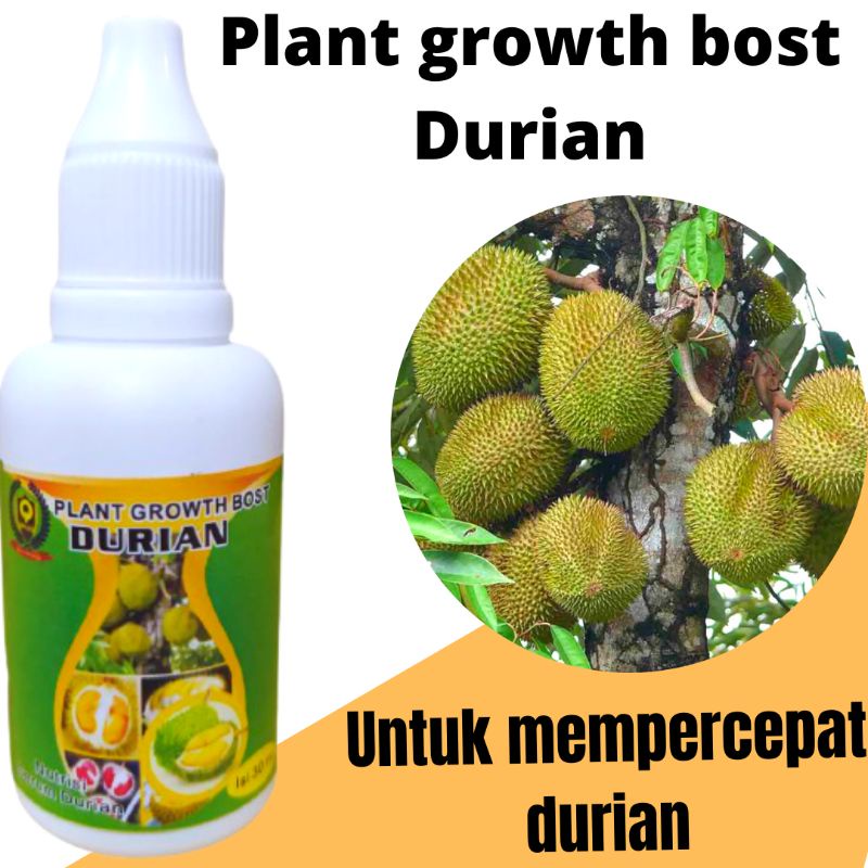 pupuk untuk mempercepat buah durian, pupuk perangsang buah pohon durian