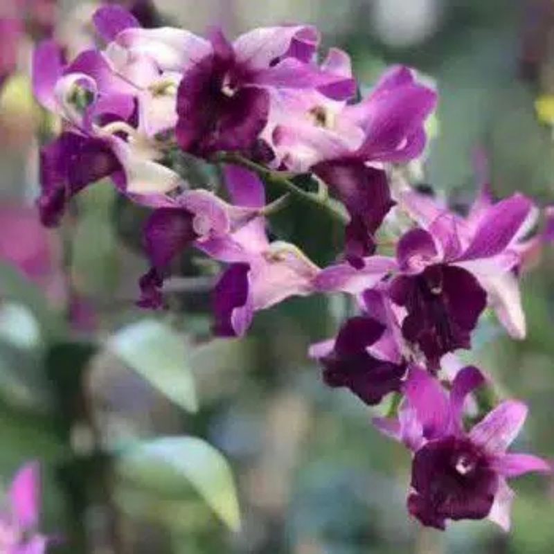 anggrek dendrobium inaraya red