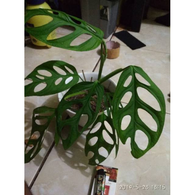 Tanaman monstera obliqua-tanaman janda bolong