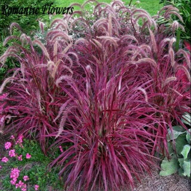 Tanaman hias taman rumput merah  fountain red grass 