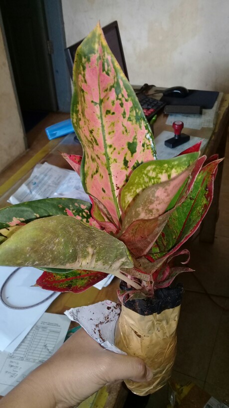 Bibit Bunga Aglonema Lipstik Aurora