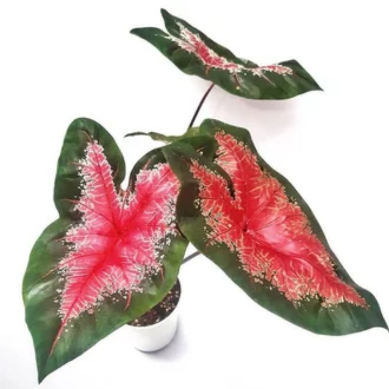 Keladi joker (bonggol)