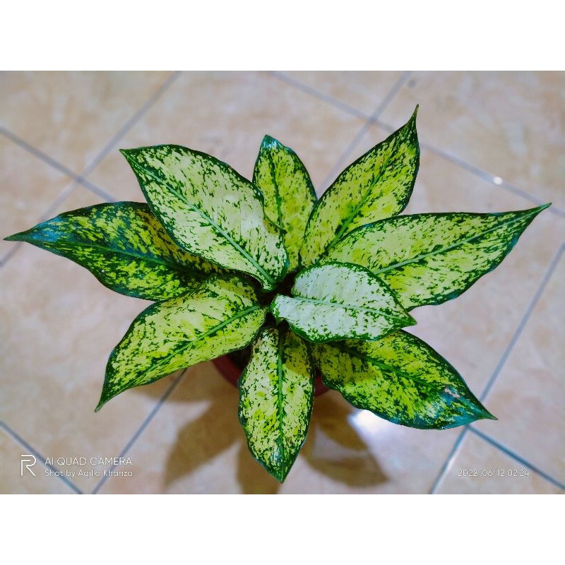 Aglonema SiamParagon