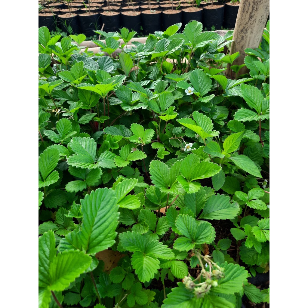 Bibit Tanaman Strawberry Alpine Golden Strawberry Alexandaria (sudah berbuah)