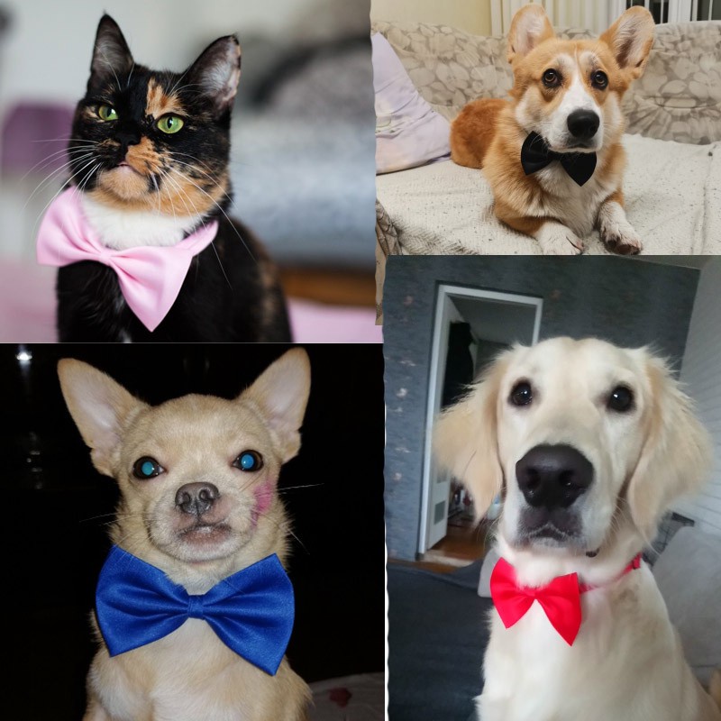 Fashion Hewan Peliharaan Anjing Kucing Dasi Kupu-kupu Kalung Tali Yang Dapat Disesuaikan untuk Anak Anjing Kucing Perawatan Aksesoris Anjing Peliharaan Dasi Kupu-kupu Perlengkapan Hewan Peliharaan